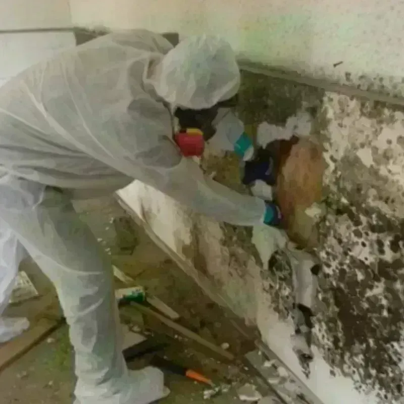 Mold Remediation and Removal in Cooper, TX